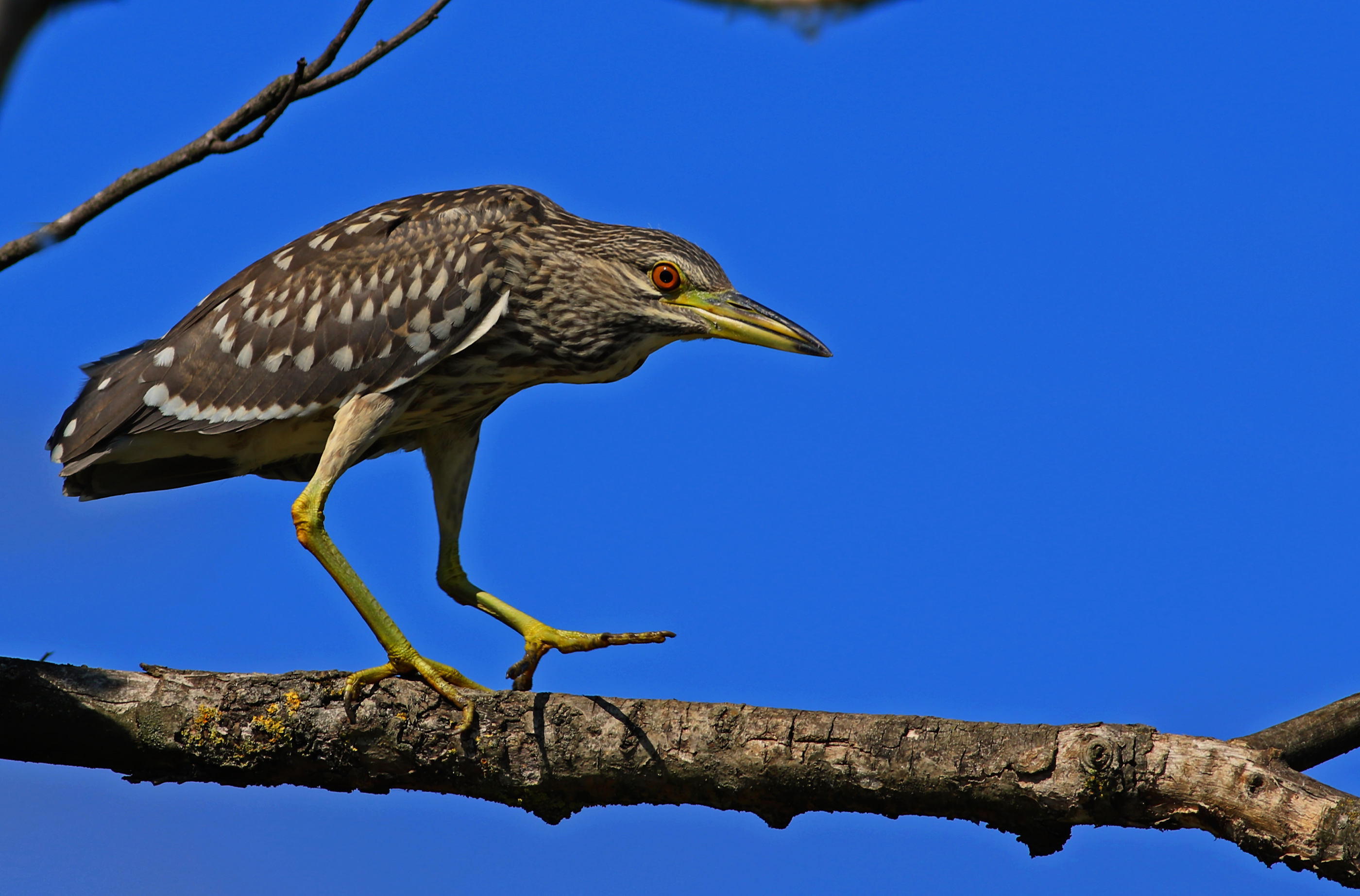 Black-crowned Night-Heron